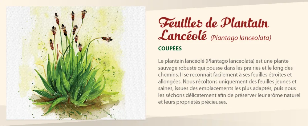  Biojoy Biojoy Organic Lanceolate Plantain Herbal Tea (250 g) Plantain Leaves Lanceolate Dried and Cut (Plantago lanceolata) - Le texte se lit comme suit : « Feuilles de Plantain Lancéolé ». Illustration botanique montrant des feuilles de plantain vertes avec une description détaillée en texte français et des instructions.