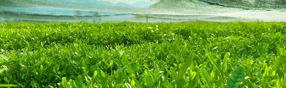  TeeLux TeeLux Matcha Green Tea Powder 50 Single-Serve Sticks Vegan Instant Sachets Vibrant Culinary Quality - Sencha