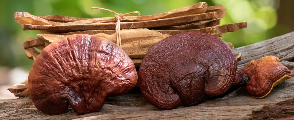  SHROOMY Reishi Extract Powder 70g Highly concentrated with 40% polysaccharide and 20% beta glucan. SHROOMY - aplus content image