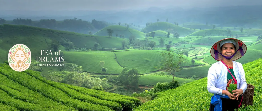  Tea of Dreams Basentee Bio | "Heritage Francis" | with selected berries and herbs | Loose tea | 150g - product information 1