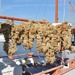 Natural Sea Sponge 6-7 by Spa Destinations Creating The At-Home Spa Experience - sponge boat