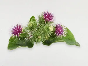 PHYTO 7 Botanical Hydrating Day Cream  1.76 oz - burdock
