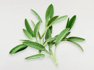 PHYTO 7 Botanical Hydrating Day Cream  1.76 oz - sage pic