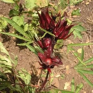  Chabioth Chabioth - Organic Dried Hibiscus Flowers 200g (Bissap Karkad ) - packaged in France - biodegradable bag - hibiscus