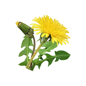 Biotique Bio Dandelion Visibly Ageless Serum For All Skin Type  40 ml - Dandelion