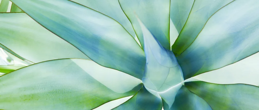  Benessence Benessence - 99.9% Organic Aloe Vera Drinking Juice - 1000 ml - Histoire