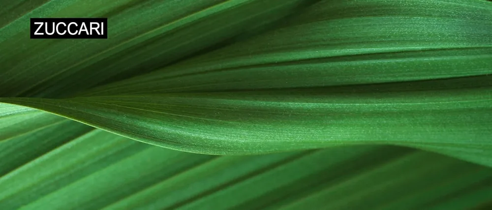  ZUCCARI Zuccari Aloe Stick Lips - Le texte indique « ZUCCARI ». Plans rapprochés de feuilles ou de frondes de plantes vertes avec un éclairage spectaculaire.