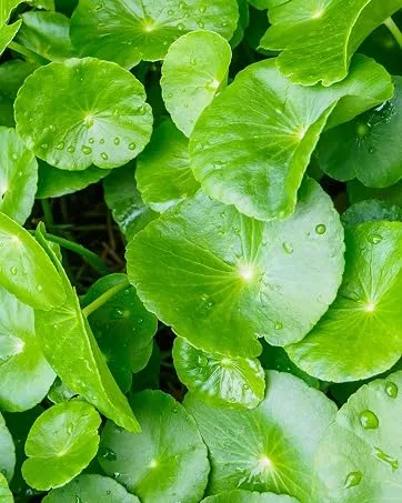 MIZON Peptide Ampoule Cream  Anti-wrinkle  Safe Formula  Moisturizing (1.69 fl oz) - centella asiatica cica