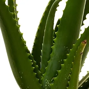 Jurlique Calendula Redness Relief For Face Mist Spray - aloe
