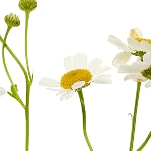 Jurlique Calendula Redness Relief For Face Mist Spray - chamomile