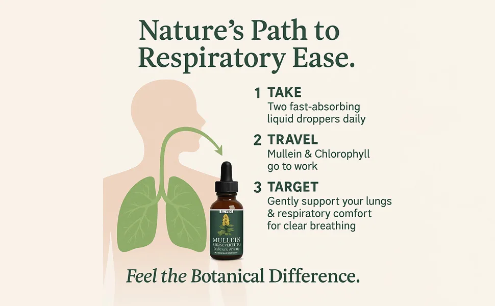 ETHALE Mullein Drops for Lungs Natural Herbal Supplement with Mullein Leaf & Chlorophyll Daily Lung and Breathing Support 30 Day Supply Non-GMO Plant-Based Formula (2) - Ethale Mullein Drops