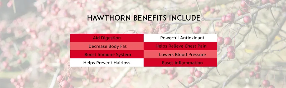 NutreeVit 100% Organic - Hawthorn Berry Powerful Superfood Formula (120 Capsules) - More Benefits