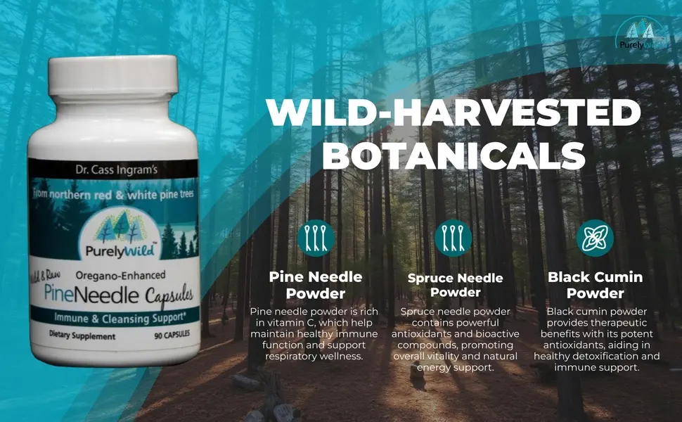 Dr. Cass Ingram Wild Pine Needle Capsules with Spruce Black Cumin & Oregano - Immune Support & Respiratory Wellness Supplement - 90 Count - DR CASS INGRAM WILD HARVESTED