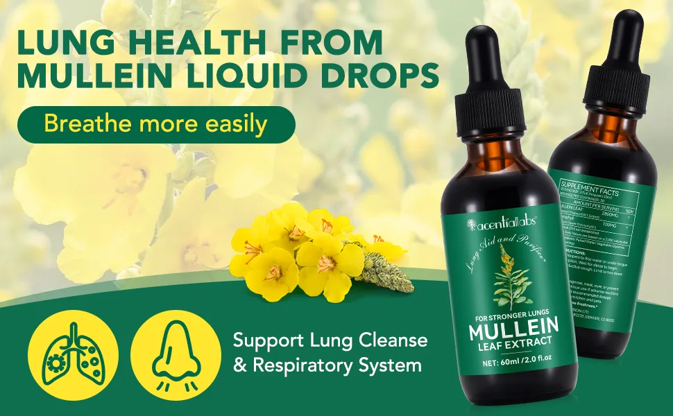 2 Pack Mullein Drops for Lungs Mullein Leaf Extract with Chlorophyll Mullein Leaf Extract for Lung Cleanse and Respiratory Support -2 Bottles 4 Fl Oz (Pack of 1) - Mullein Drops for Lungs