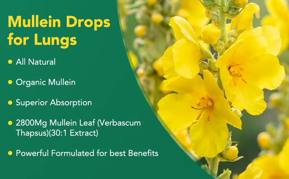 2 Pack Mullein Drops for Lungs Mullein Leaf Extract with Chlorophyll Mullein Leaf Extract for Lung Cleanse and Respiratory Support -2 Bottles 4 Fl Oz (Pack of 1) - Mullein drops for lungs