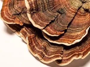 Turkey Tail Mushroom Capsules | 500mg | 180 Count | Trametes versicolor - product information 2