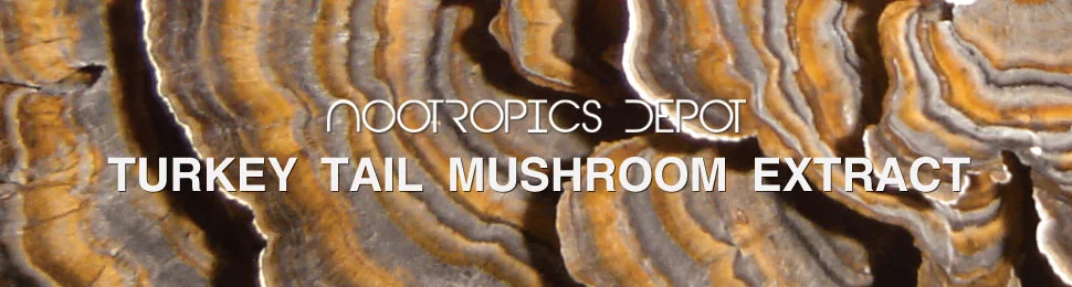 Nootropics Depot Turkey Tail Mushroom Capsules | 500mg | 60 Count | Trametes versicolor - product information 1