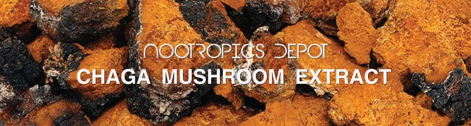 Nootropics Depot Chaga Mushroom Capsules | 500mg | 60 Count | Inonotus obliquus 60 Count (Pack of 1) - product information 1