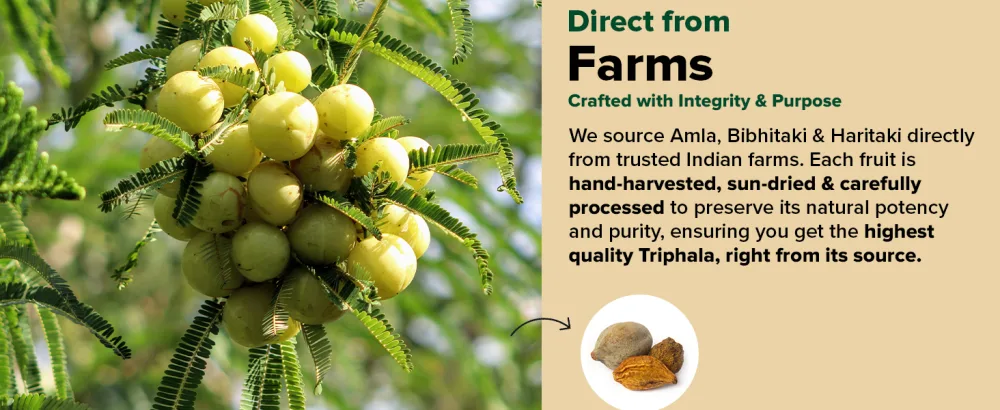 VAHDAM Triphala Capsules 1250 mg - High Strength Supplement with Amla Bibhitaki Haritaki Extract | Supports Healthy Digestion & Colon Function | 90 Capsules - product information 3