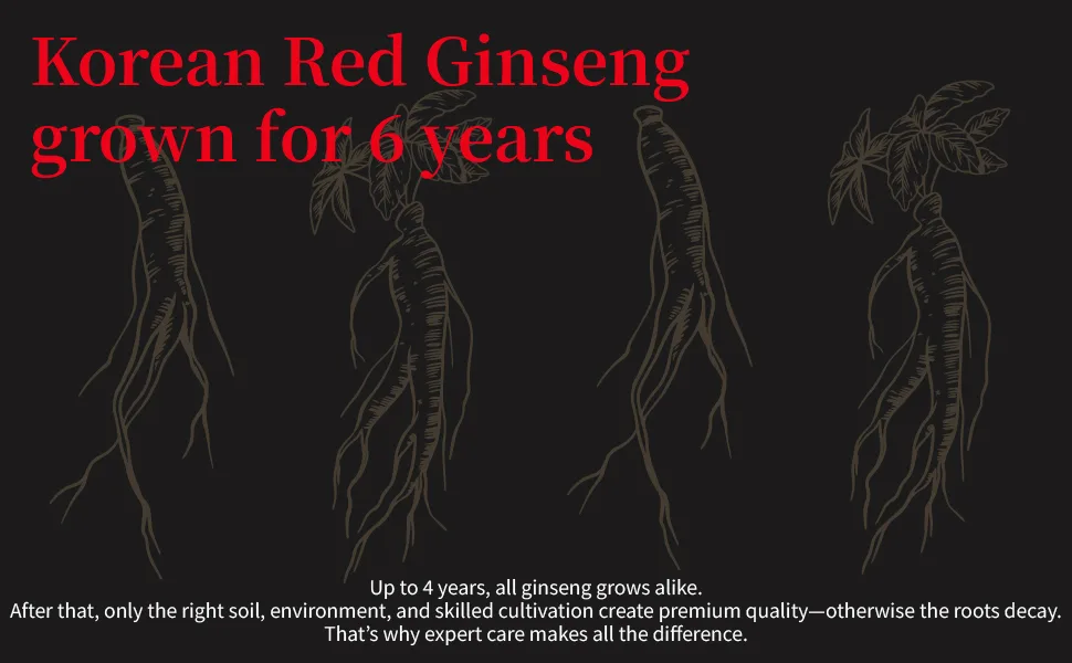 Benepisyo Korean Red Ginseng Extract One Day one Stick 10ml x 30 Pouch Healthy Beverage Drink Portable Convenient  - product information 6