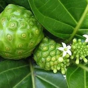 Actif Organic Noni Maximum Strength - 100% Natural Hawaiian Noni Non-GMO Made in USA 100 Count - noni