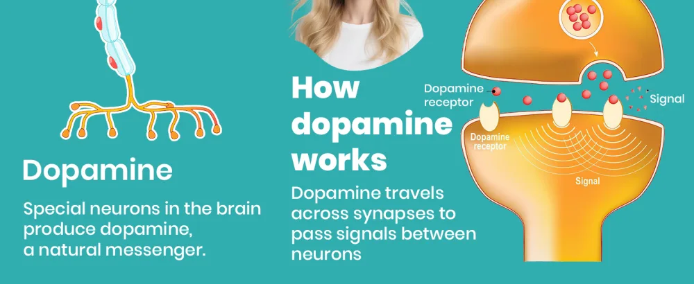 Natural Dopamine Supplement - Gluten-Free - 90 Tablets(Pack of 2) Unflavored 90 Count (Pack of 2) - Dopamine Supplement