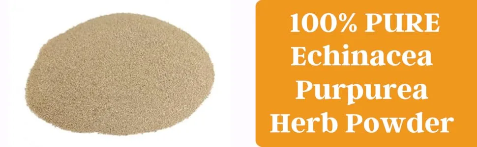 Herb To Body Echinacea Purpurea Powder 4oz Wildcrafted Ground Echinacea Herb for Herbal Tea Smoothies and DIY Tinctures - product information 2