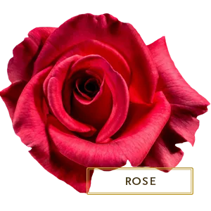 Kama Ayurveda Rose Lip Balm 5g - product information 4
