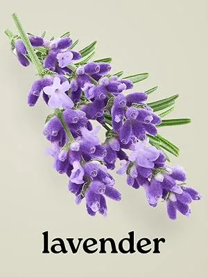 Healing Solutions Lavender Essential Oil Roll on Perfume Essential Oil Roller 10ml - product information 5