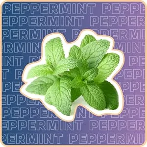 Bye-Bye Weekend PM - Overnight Recovery Drink Stomach Relief Digestion Boost Full-Body Cleanse - with Ginger Peppermint Enzymes & Chlorella - Ginger Peach Drink Packets - peppermint