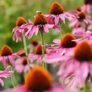 Vitanica Immune Symmetry Immune Support Vegan 60 Capsules - Echinacea