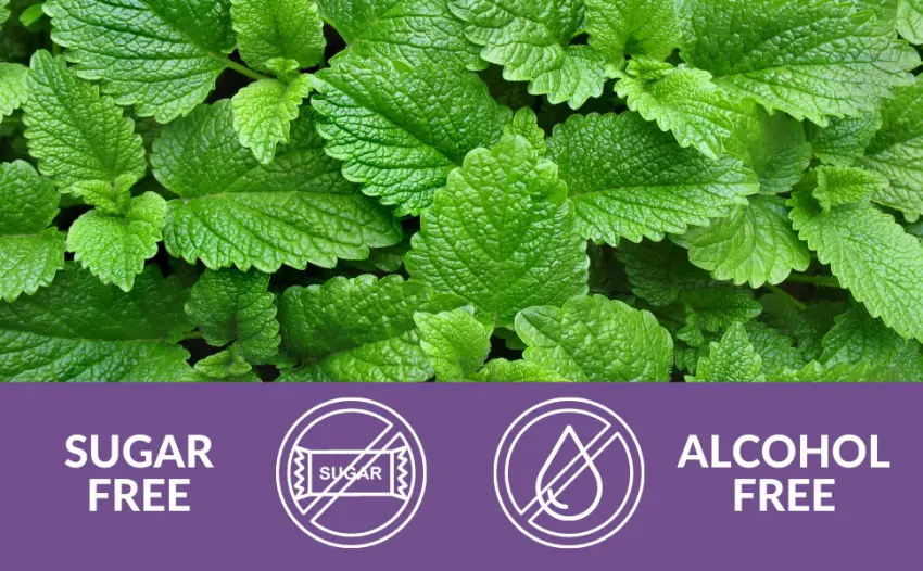Naturalma Raspberry (Rubus idaeus) Leaf Alcohol-Free Tincture - 4 fl oz Liquid Extract in Drops - Herbal Supplement - Vegan Alcohol-free 4 Fl Oz (Pack of 1) - tinture 03