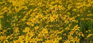 Organic Bio Herbs-Organic Dried Valerian Root (Valeriana Officinalis) 6oz. - product information 6