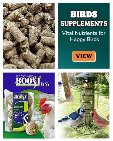 BAXYL & BaxylGI Bundle Pack - (6 fl oz Each) - Hyaluronic Acid Joint Supplement & Hylarunonan Amaferm Prebiotic Digestive Supplement. - birds supplement