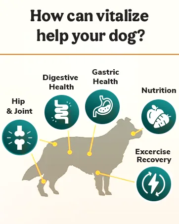BAXYL & BaxylGI Bundle Pack - (6 fl oz Each) - Hyaluronic Acid Joint Supplement & Hylarunonan Amaferm Prebiotic Digestive Supplement. - dog supplements