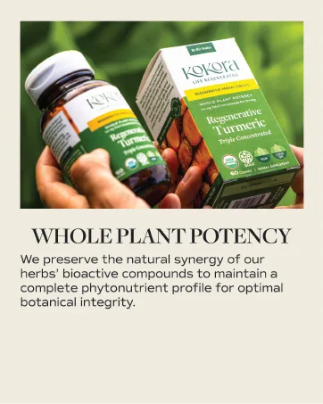 kokora Regenerative Bacopa - Organic Adaptogenic Bacopa Supplement - Cognitive Function Memory Support* - 60 Capsules - 30 Servings - Hands holding a Kokora supplement bottle and product box outdoors with greenery in the background.