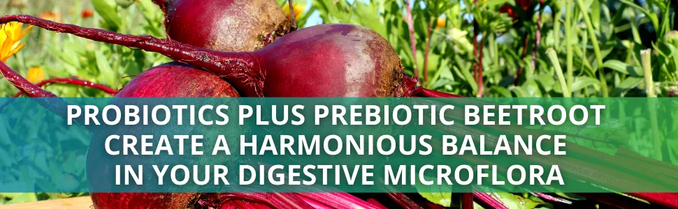 Morter HealthSystem Alkadophilus Best Process Alkaline No Refrigeration Probiotic & Prebiotic Digestive Supplement 1.5 Billion CFU of Good Bacteria & Beetroot - Alkadophilus - Probiotics Plus Prebiotic Beetroot Balance Your Digestive Microflora