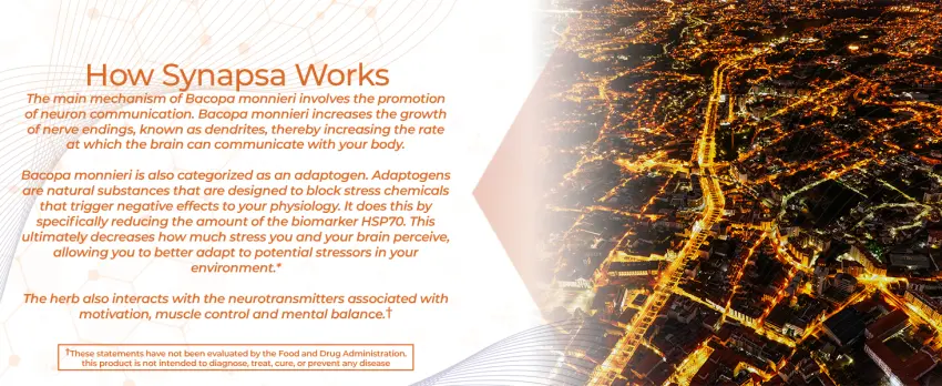 Nootropics Depot Synapsa Bacopa Monnieri Capsules | 320mg | 60 Count | Whole Plant Extract | Ayurveda Supplement | Adaptogen Herb | to Enhance Learning Memory & Mental Performance 60 Count (Pack of 1) - product information 6
