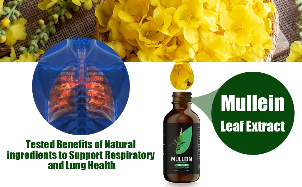 Mullein Leaf Extract - Support Lung Cleanse & Respiratory Function for Healthy Breathing - Natural Supplement Tincture Drops | Non-GMO Vegetarian | 1 Month Supply 2 Fl Oz (Pack of 1) - mullein drops for lungs