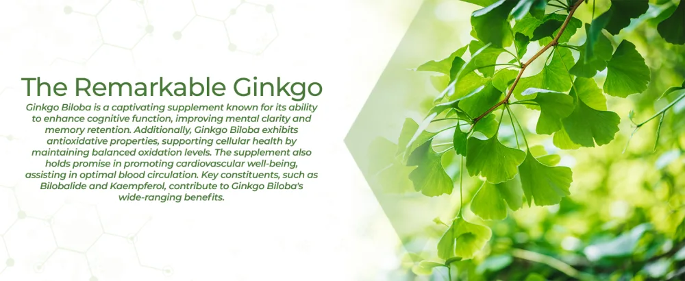 Nootropics Depot Ginkgo Biloba Extract Tablets | 120mg | 365 Count | Minimum 10% Kaempferol Glycoside + 2% Bilobalide | May Help Promote Cognitive & Cardiovascular Function 365 Count (Pack of 1) - product information 3