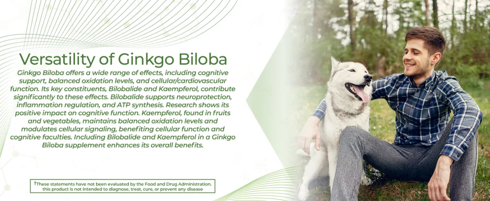 Nootropics Depot Ginkgo Biloba Extract Tablets | 120mg | 365 Count | Minimum 10% Kaempferol Glycoside + 2% Bilobalide | May Help Promote Cognitive & Cardiovascular Function 365 Count (Pack of 1) - product information 6