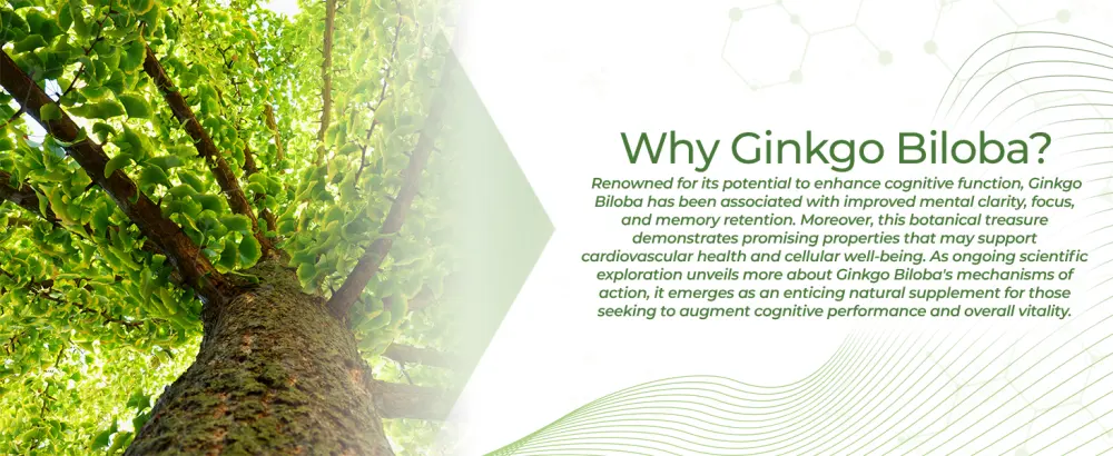 Nootropics Depot Ginkgo Biloba Extract Tablets | 120mg | 90 Count | Minimum 10% Kaempferol Glycoside + 2% Bilobalide | May Help Promote Cognitive & Cardiovascular Function 90 Count (Pack of 1) - product information 5
