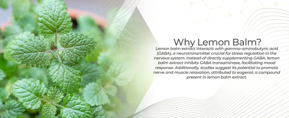 Nootropics Depot Lemon Balm Extract Tablets | 500mg | 120 Count | 10:1 Water Ethanol Extract - product information 5