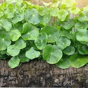 Carlyle Gotu Kola Capsules | 180 Count | Non-GMO Gluten Free | Traditional Herb Extract - aplus content image