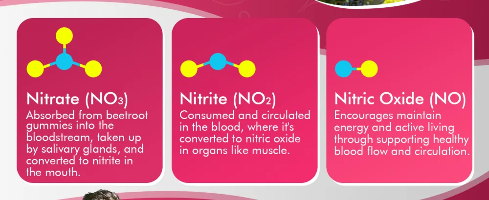 Beet Root Gummies, Beetroot & L-Arginine, Red Beets Supplements w/ Vitamin B1, B2, B3, B5, B6, Folate, B12 for Energy Boost & Circulation Support, Sugar Free Nitric Oxide Gummies, 120 Beet Chews 60 Count (Pack of 2) - Nitric Oxide
