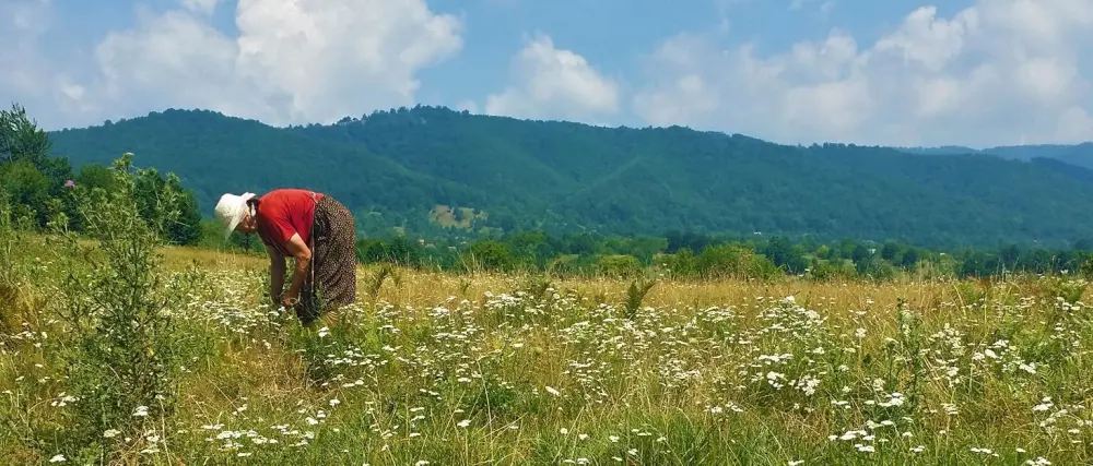 Respiratory and Bronchial Wellness Tea - Organic Wild Elderflower and Thyme Immune Support - 50 Servings - product information 1
