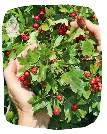 Licorice Root Herb Tincture Extract 16 oz 16 Fl Oz (Pack of 1) - product information 12