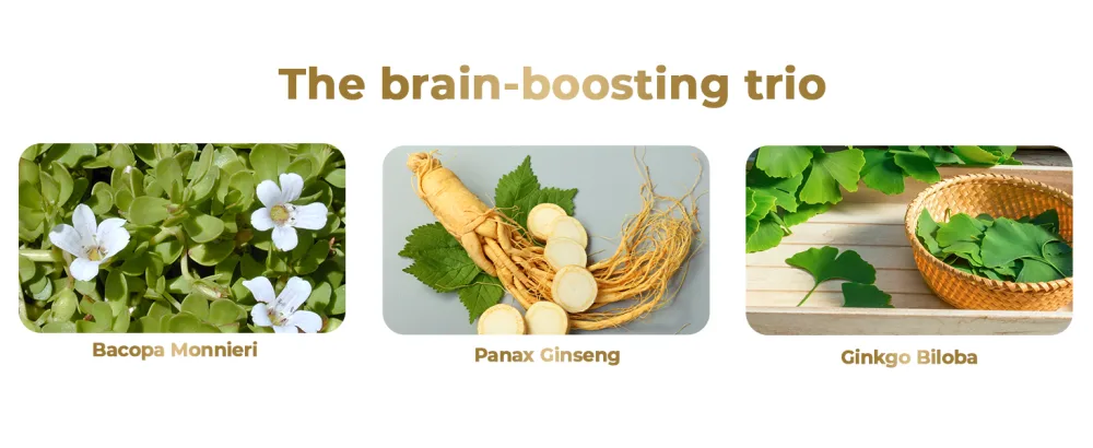 gflow vitamins Bacopa Monnieri Supplement with Ginseng and Ginkgo Biloba | Made in The USA | 60 Capsules, 30 Servings - bacopa monnieri supplement bacopa extract sidr honey and bacopa monnieri organic powder extract