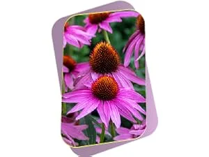 Buried Treasure Lymphatic Harmony Drops - 2oz, 30 Servings, Lymphatic Supplement with Cleavers, Burdock, Echinacea, and Astragalus - Echinacea Flowers
