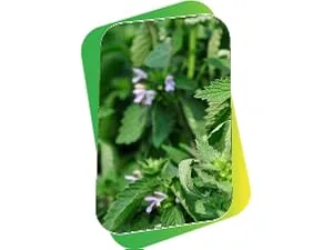 Buried Treasures Aller Ease - 16 fl oz. Liquid Supplement w/ Quercetin, Bromelain, Mullein, Supports Immune, Sinus Comfort, Non-Drowsy Herbal Formula - Natural herbs, growing